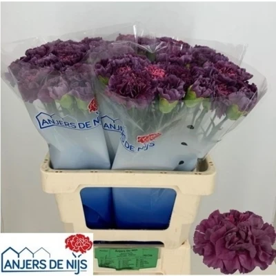 Svazek 20 jednokvětých karafiátů MUSTANG 70 cm