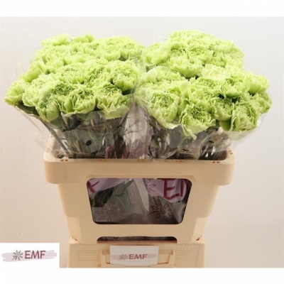 Svazek 20 jednokvětých karafiátů NEW YORK