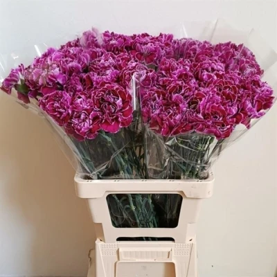 Svazek 20 jednokvětých karafiátů NOBBIO VIOLET 65 cm
