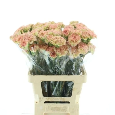 Svazek 20 jednokvětých karafiátů NOWO 65 cm