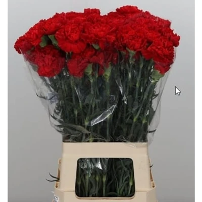 Svazek 20 jednokvětých karafiátů ORMEA 60 cm