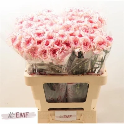 Svazek 20 jednokvětých karafiátů PASTEL DAMASCUS 55 cm