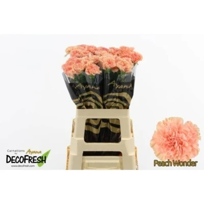 Svazek 20 jednokvětých karafiátů PEACH WONDER 65 cm