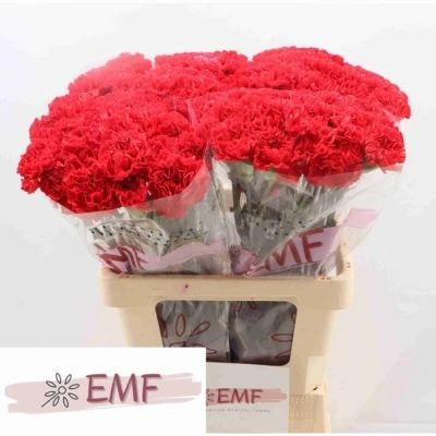 Svazek 20 jednokvětých karafiátů PELAYO 65 cm