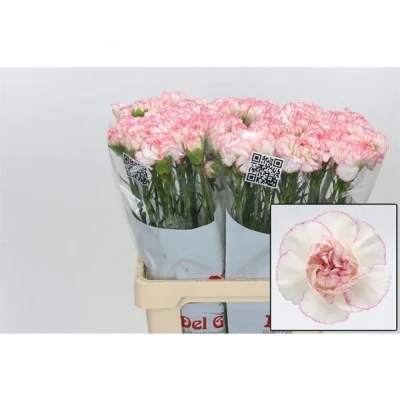 Svazek 20 jednokvětých karafiátů POIROT BIANCO 65 cm