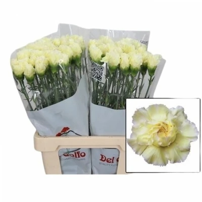 Svazek 20 jednokvětých karafiátů POIROT GIALLO 60cm