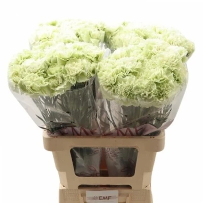 Svazek 20 jednokvětých karafiátů PRADO MINT 55cm