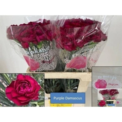 Svazek 20 jednokvětých karafiátů PURPLE DAMASCUS 55 cm
