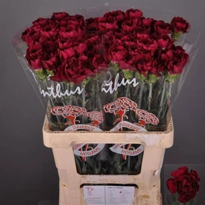 Svazek 20 jednokvětých karafiátů PURPLE DAMASCUS