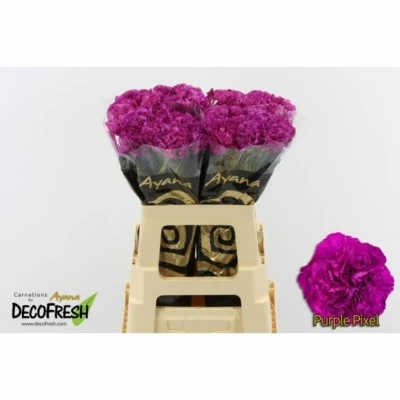 Svazek 20 jednokvětých karafiátů PURPLE PIXEL 65 cm