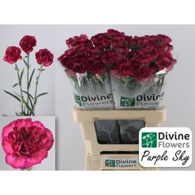 Svazek 20 jednokvětých karafiátů PURPLE SKY