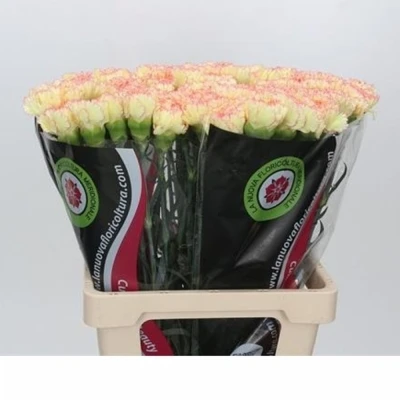 Svazek 20 jednokvětých karafiátů REINA 65 cm