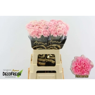 Svazek 20 jednokvětých karafiátů ROMANCE 65cm