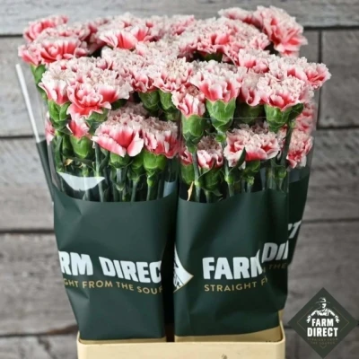 Svazek 20 jednokvětých karafiátů SAFARI 70 cm