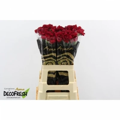 Svazek 20 jednokvětých karafiátů SALVADOR 50 cm