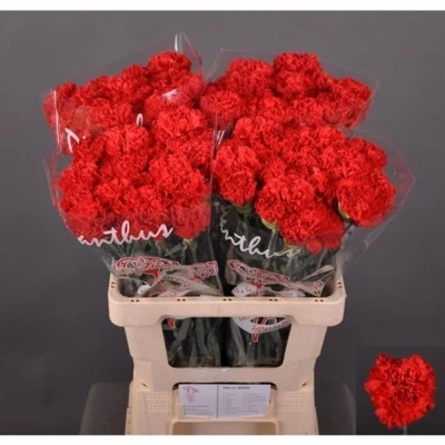 Svazek 20 jednokvětých karafiátů SPARTA+ 70 cm