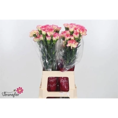 Svazek 20 jednokvětých karafiátů SPRITZ 70 cm