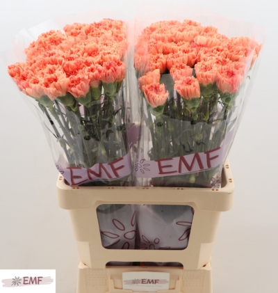 Svazek 20 jednokvětých karafiátů TAMARIND 60 cm