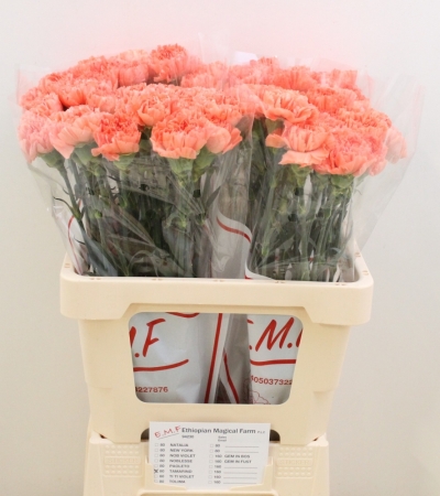 Svazek 20 jednokvětých karafiátů TAMARIND