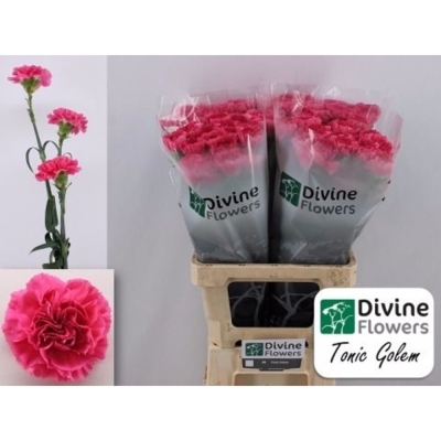 Svazek 20 jednokvětých karafiátů TONIC GOLEM