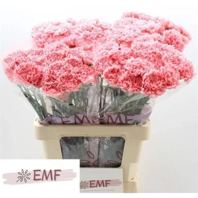 Svazek 20 jednokvětých karafiátů TRUE LOVE 60 cm