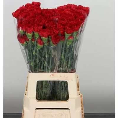 Svazek 20 jednokvětých karafiátů TUAREG 65 cm