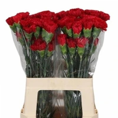 Svazek 20 jednokvětých karafiátů TURBO 60cm