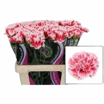 Svazek 20 jednokvětých karafiátů VESTEA 60cm