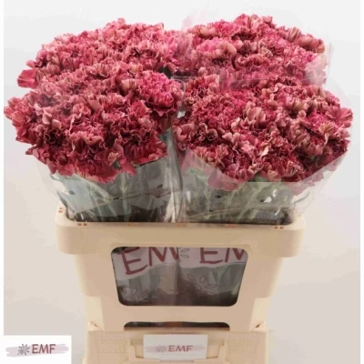 Svazek 20 jednokvětých karafiátů VIPER WINE 45 cm