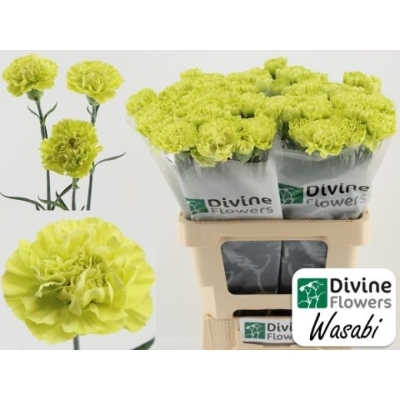 Svazek 20 jednokvětých karafiátů WASABI 50 cm