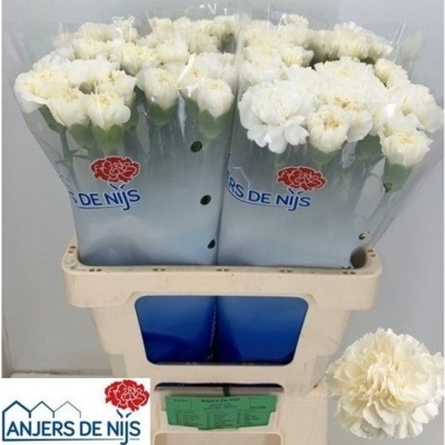 Svazek 20 jednokvětých karafiátů WHITE LIBERTY 60 cm