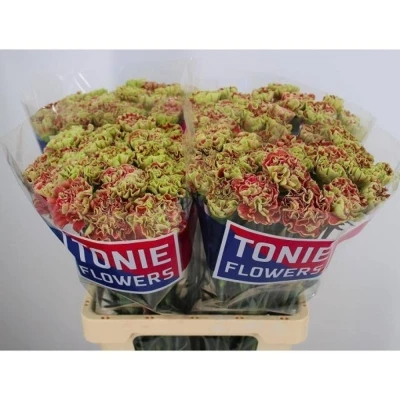 Svazek 20 jednokvětých karafiátů WINE COVER