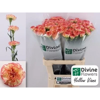 Svazek 20 jednokvětých karafiátů YELLOW VIANA 60 cm