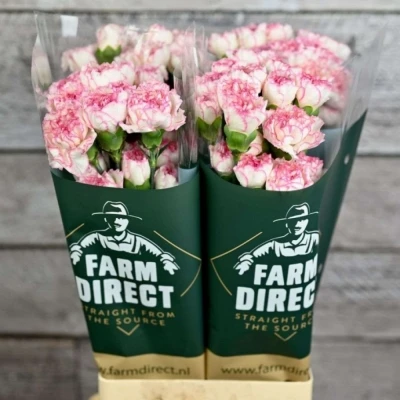 Svazek 20 jednokvětých karafiátů YUKARI CHERRY