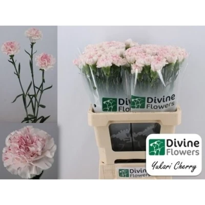 Svazek 20 jednokvětých karafiátů YUKARI CHERRY 65 cm