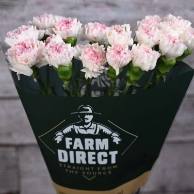 Svazek 20 jednokvětých karafiátů YUKARI CHERRY