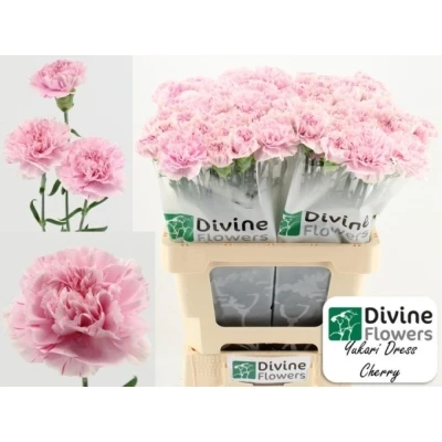 Svazek 20 jednokvětých karafiátů YUKARI DRESS CHERRY