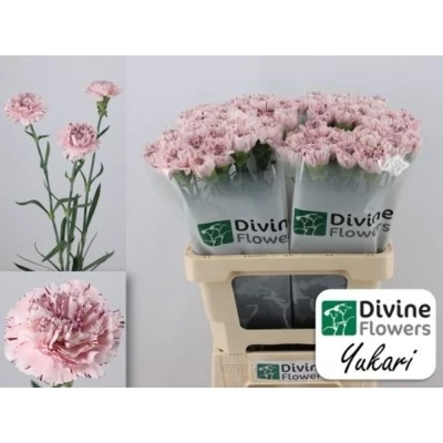 Svazek 20 jednokvětých karafiátů YUKARI 60 cm