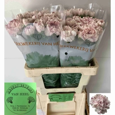 Svazek 20 jednokvětých karafiátů YUKARI