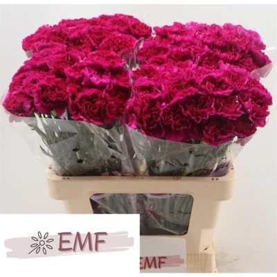 Svazek 20 jednokvětých karafiátů YUKARI VIOLET 65 cm