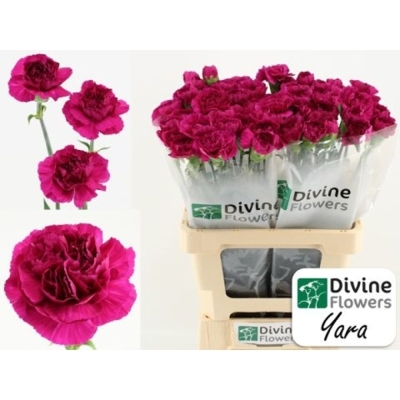 Svazek 20 jednokvětých karafiátů YUKARI VIOLET