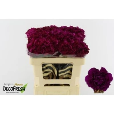 Svazek 20 jednokvětých karafiátů ZAFIRO