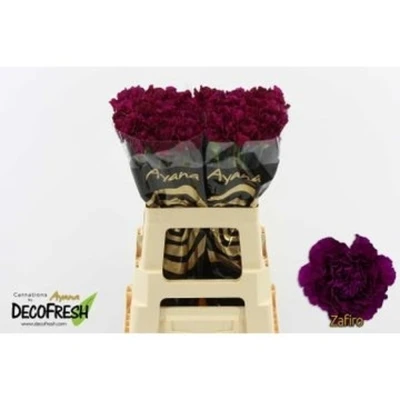 Svazek 20 jednokvětých karafiátů ZAFIRO 55 cm