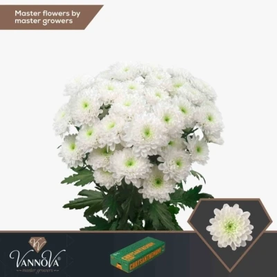 Svazek 5 mnohokvětých chryzantém ALTAJ