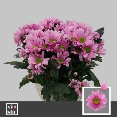 Svazek 5 mnohokvětých chryzantém BALLERINAS PINK