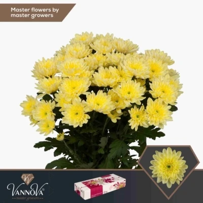 Svazek 5 mnohokvětých chryzantém BALTICA CREAM