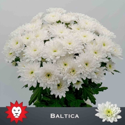 Svazek 5 mnohokvětých chryzantém BALTICA