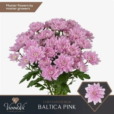 Svazek 5 mnohokvětých chryzantém BALTICA PINK