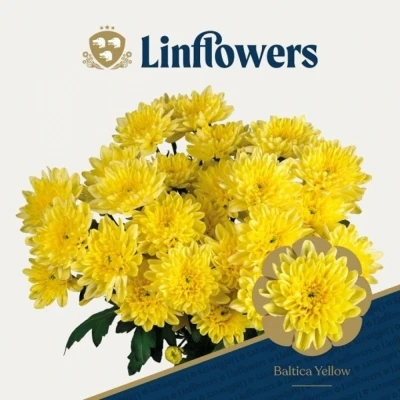 Svazek 5 mnohokvětých chryzantém BALTICA YELLOW