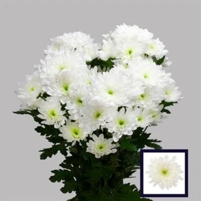 Svazek 5 mnohokvětých chryzantém CASINO